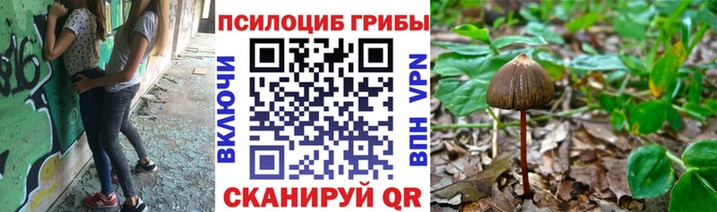закладка  Железноводск  нарко площадка состав  Галлюциногенные грибы Cubensis 